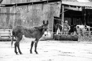 paysomes revue de presse