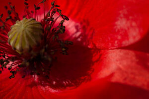 atelier photo & nature
