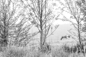 johannegicquel paysages agricoles photographie