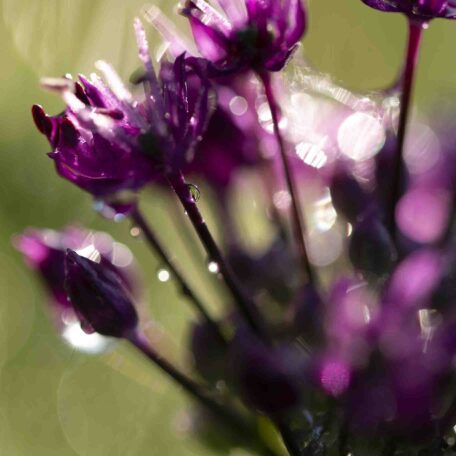 tirage photo Bulles de Vie - Johanne Gicquel