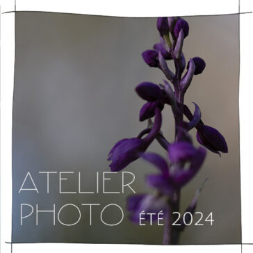 atelier photo Johanne Gicquel Concarneau été 2024