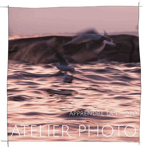 Apprendre la photo (nature) avec Johanne Gicquel Concarneau Bretagne