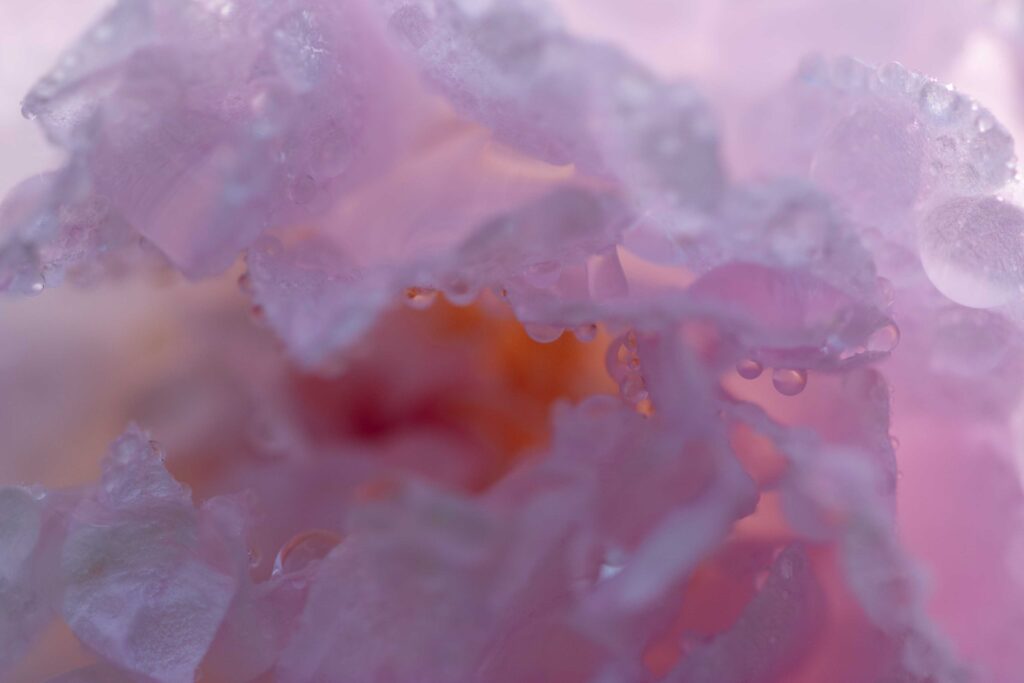 La rose, les fleurs. Stratagème du frou-frou pour survivre.