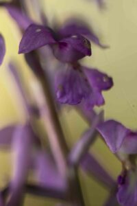 atelier photo johanne gicquel