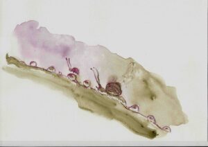 Johanne gicquel illustration nature conte philosophique